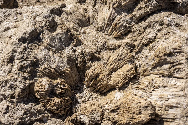 Antike Fossilien Von Pflanzen Und Korallen Küstensedimenten — Stockfoto