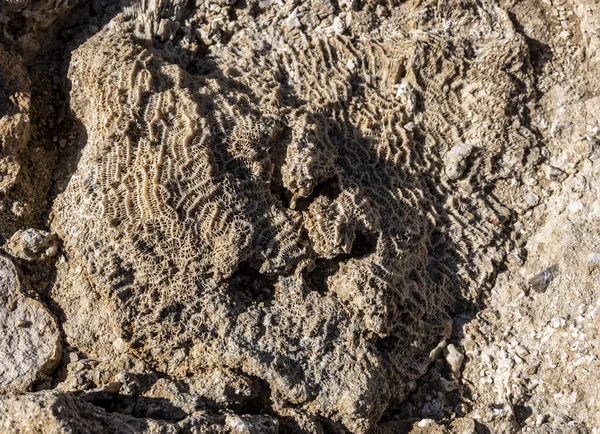 Antike Fossilien Von Pflanzen Und Korallen Küstensedimenten — Stockfoto