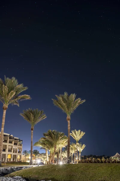 Palmiye Ağaçlarının Doğu Binalarının Arka Planında Gece Yıldızlı Gökyüzü — Stok fotoğraf