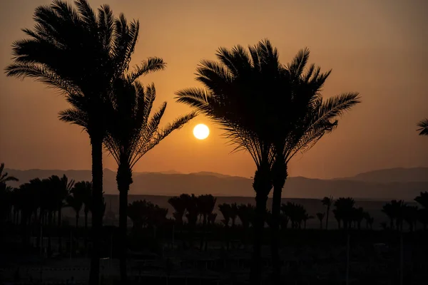 Gün Batımında Altın Arkaplanda Siyah Palmiyeler — Stok fotoğraf