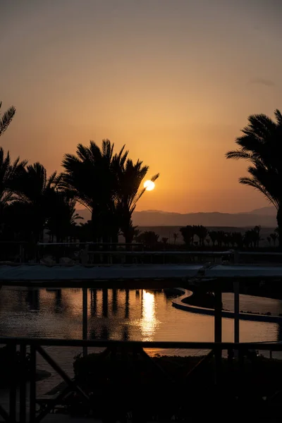 Sonnenuntergang Mit Schwarzen Palmen Auf Goldenem Hintergrund — Stockfoto