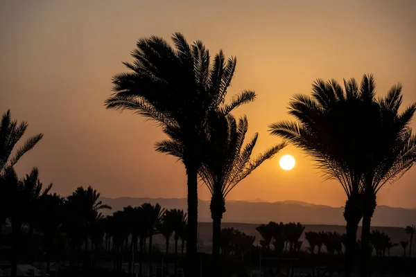 Gün Batımında Altın Arkaplanda Siyah Palmiyeler — Stok fotoğraf