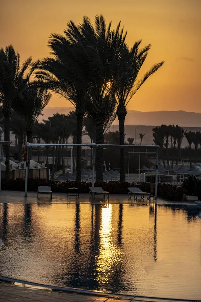 Sunset Black Palms Gold Background — Stock Photo, Image