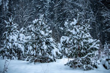 Kış sabahı manzara, her gece kar yağıyor.