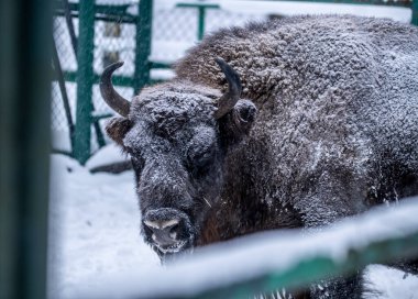 Büyük kahverengi Rus Bizonu kış şartlarında yedekte.