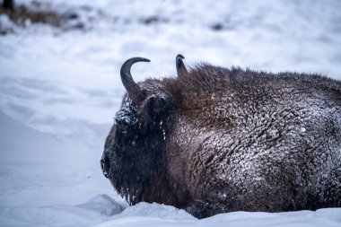 Büyük kahverengi Rus Bizonu kış şartlarında yedekte.