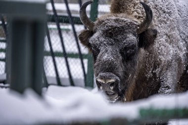 Büyük kahverengi Rus Bizonu kış şartlarında yedekte.