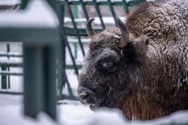 Büyük kahverengi Rus Bizonu kış şartlarında yedekte.