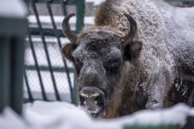 Büyük kahverengi Rus Bizonu kış şartlarında yedekte.