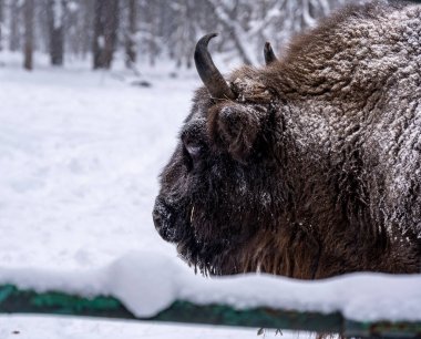 Büyük kahverengi Rus Bizonu kış şartlarında yedekte.