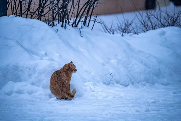 Invierno Mañana Paisaje Tras Noche Nevadas — Foto de Stock