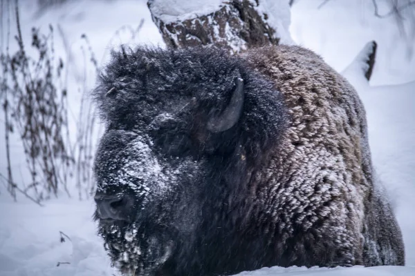 Großer Brauner Zentralrussischer Wisent Bei Winterlichen Bedingungen Reservat — Stockfoto