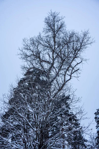 Inverno Paisagem Manhã Após Noite Nevasca — Fotografia de Stock