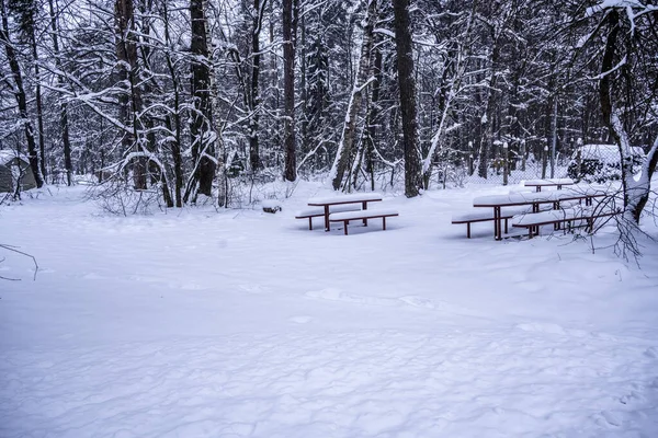 Winter Morning Landscape Night Snowfall — Stock Photo, Image