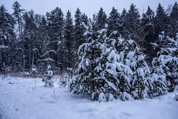 Grande Bisão Central Russo Marrom Condições Inverno Reserva — Fotografia de Stock