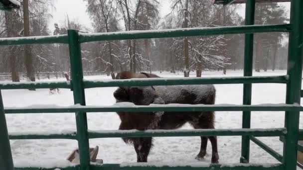 Grande Bisão Russo Central Marrom Pastos Inverno Área Protegida — Vídeo de Stock