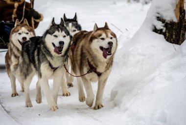 Çalışan kızak köpekleri kışın koşum takımı takıyor. 