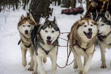 Çalışan kızak köpekleri kışın koşum takımı takıyor. 