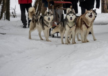 Çalışan kızak köpekleri kışın koşum takımı takıyor ve kadınlar kızakla kayıyor.
