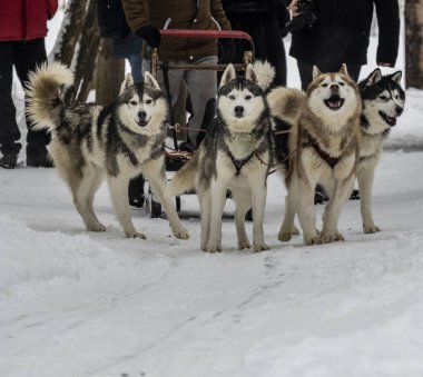 Çalışan kızak köpekleri kışın koşum takımı takıyor ve kadınlar kızakla kayıyor.