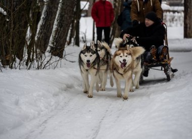 Çalışan kızak köpekleri kışın koşum takımı takıyor ve kadınlar kızakla kayıyor.