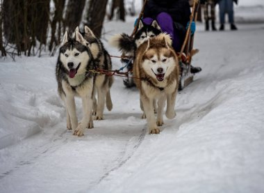 Çalışan kızak köpekleri kışın koşum takımı takıyor ve kadınlar kızakla kayıyor.