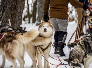 Çalışan kızak köpekleri kışın koşum takımı takıyor ve kadınlar kızakla kayıyor.