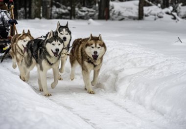Çalışan kızak köpekleri kışın koşum takımı takıyor ve kadınlar kızakla kayıyor.