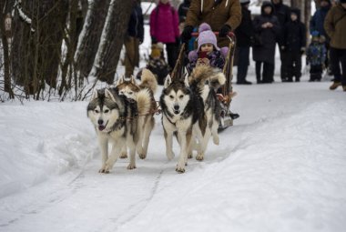 Çalışan kızak köpekleri kışın koşum takımı takıyor ve kadınlar kızakla kayıyor.