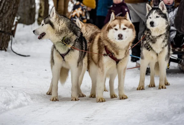 working sled dogs husky in harness at work in winter