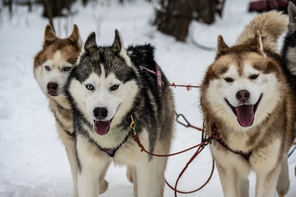 working sled dogs husky in harness at work in winter