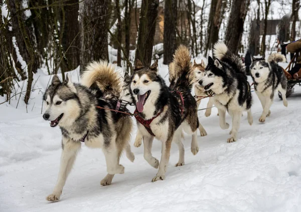 working sled dogs husky in harness at work in winter