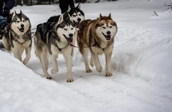 working sled dogs husky in harness at work in winter and woman sledding