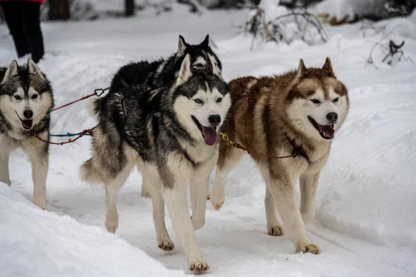 working sled dogs husky in harness at work in winter and woman sledding