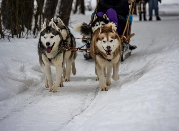 working sled dogs husky in harness at work in winter and woman sledding