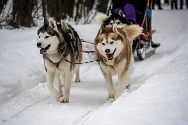 working sled dogs husky in harness at work in winter and woman sledding