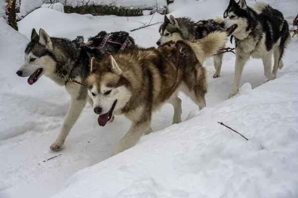 working sled dogs husky in harness at work in winter and woman sledding