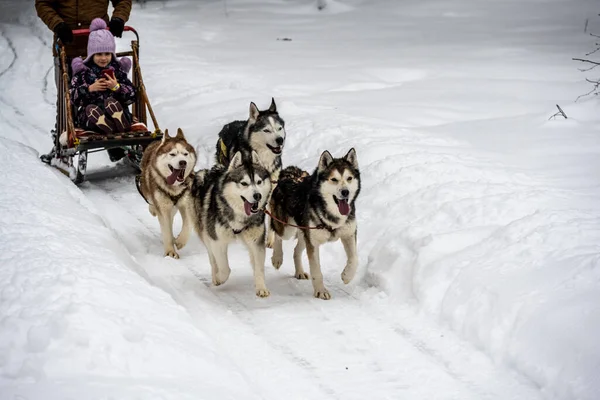 working sled dogs husky in harness at work in winter and woman sledding