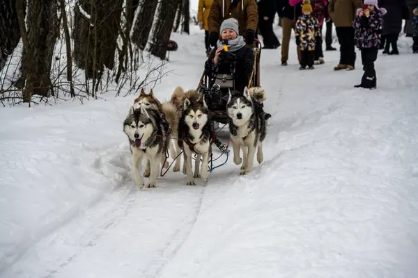 working sled dogs husky in harness at work in winter and woman sledding