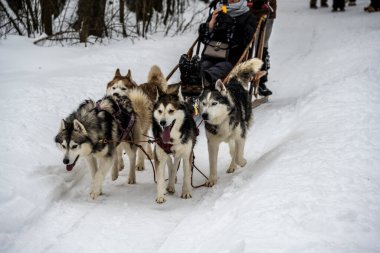 Çalışan kızak köpekleri kışın koşum takımı takıyor ve kadınlar kızakla kayıyor.