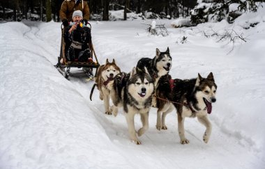 Çalışan kızak köpekleri kışın koşum takımı takıyor ve kadınlar kızakla kayıyor.