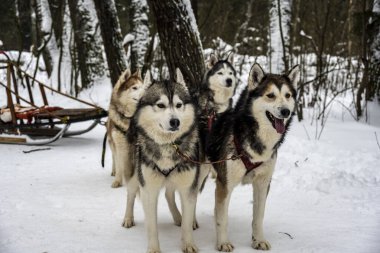 Çalışan kızak köpekleri kışın koşum takımı takıyor ve kadınlar kızakla kayıyor.