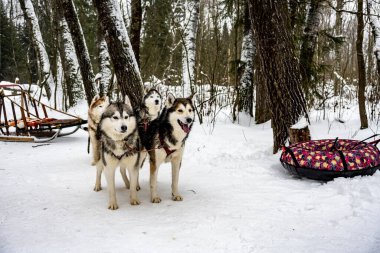 Çalışan kızak köpekleri kışın koşum takımı takıyor ve kadınlar kızakla kayıyor.
