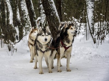 Çalışan kızak köpekleri kışın koşum takımı takıyor ve kadınlar kızakla kayıyor.