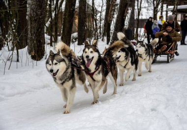 Çalışan kızak köpekleri kışın koşum takımı takıyor ve kadınlar kızakla kayıyor.
