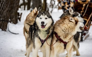 Gri şapkalı bir kadın ve mor şapkalı bir kız parkta karla kaplı patikalarda.