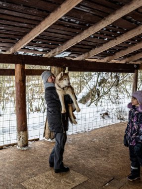Çalışan kızak köpekleri tatilde olan Husky kışın bir takımda çalışmadan önce
