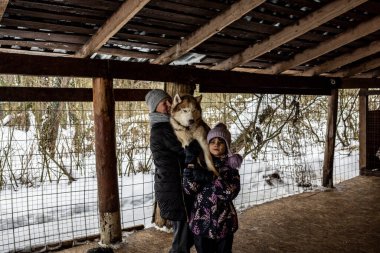 Çalışan kızak köpekleri tatilde olan Husky kışın bir takımda çalışmadan önce