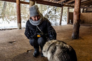 Çalışan kızak köpekleri tatilde olan Husky kışın bir takımda çalışmadan önce