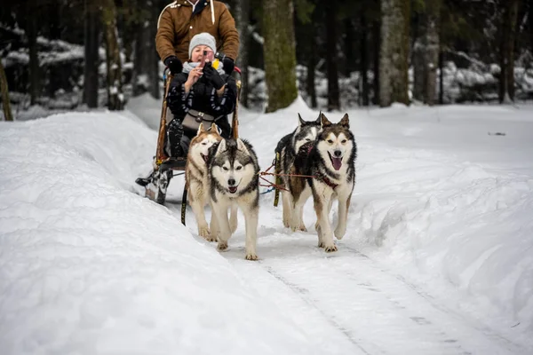 有工作的雪橇狗冬天在工作时穿着安全带 女人在滑雪橇 — 图库照片